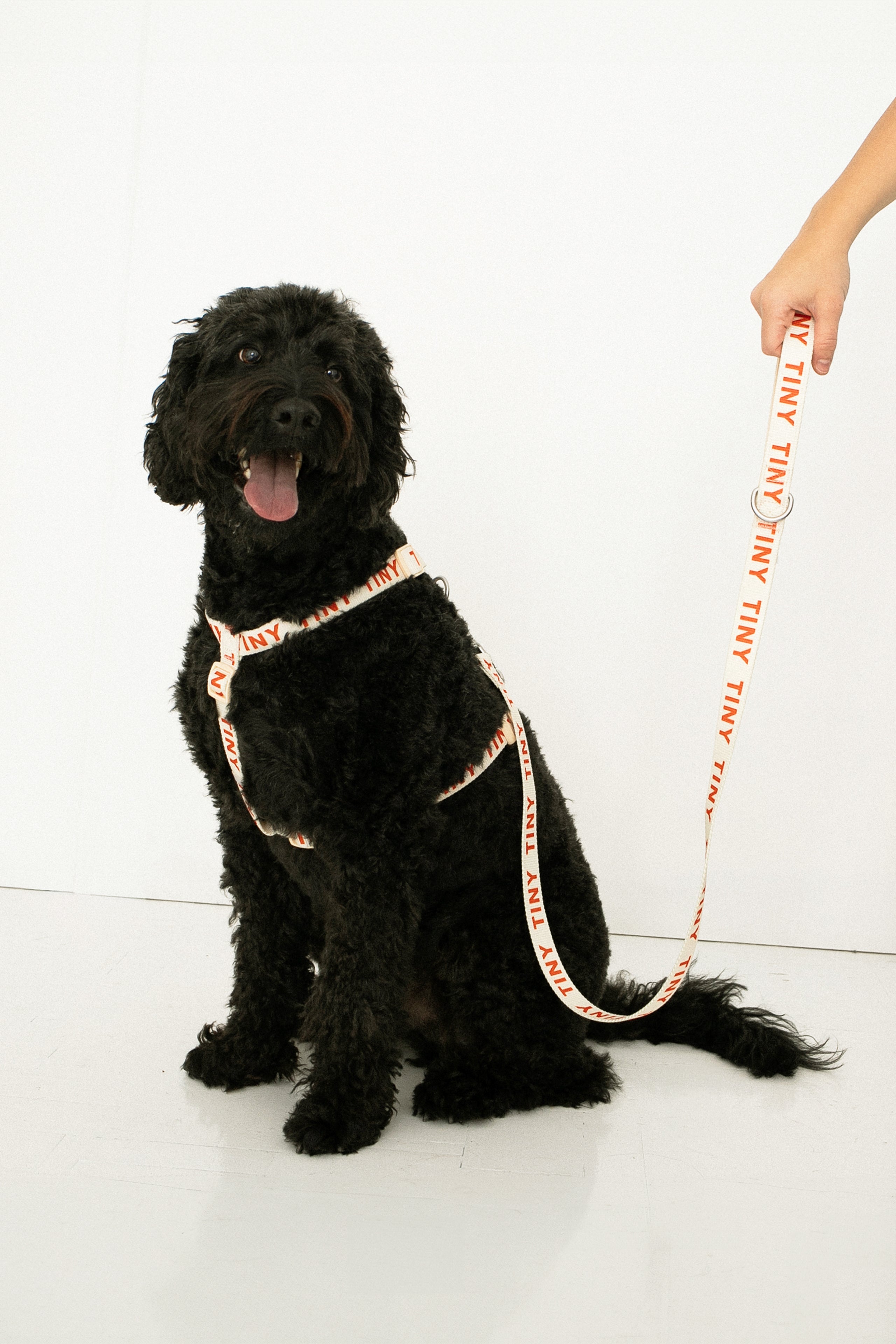 CHANELドックリード♡小型犬 PETS-006-103_1.jpg?v=