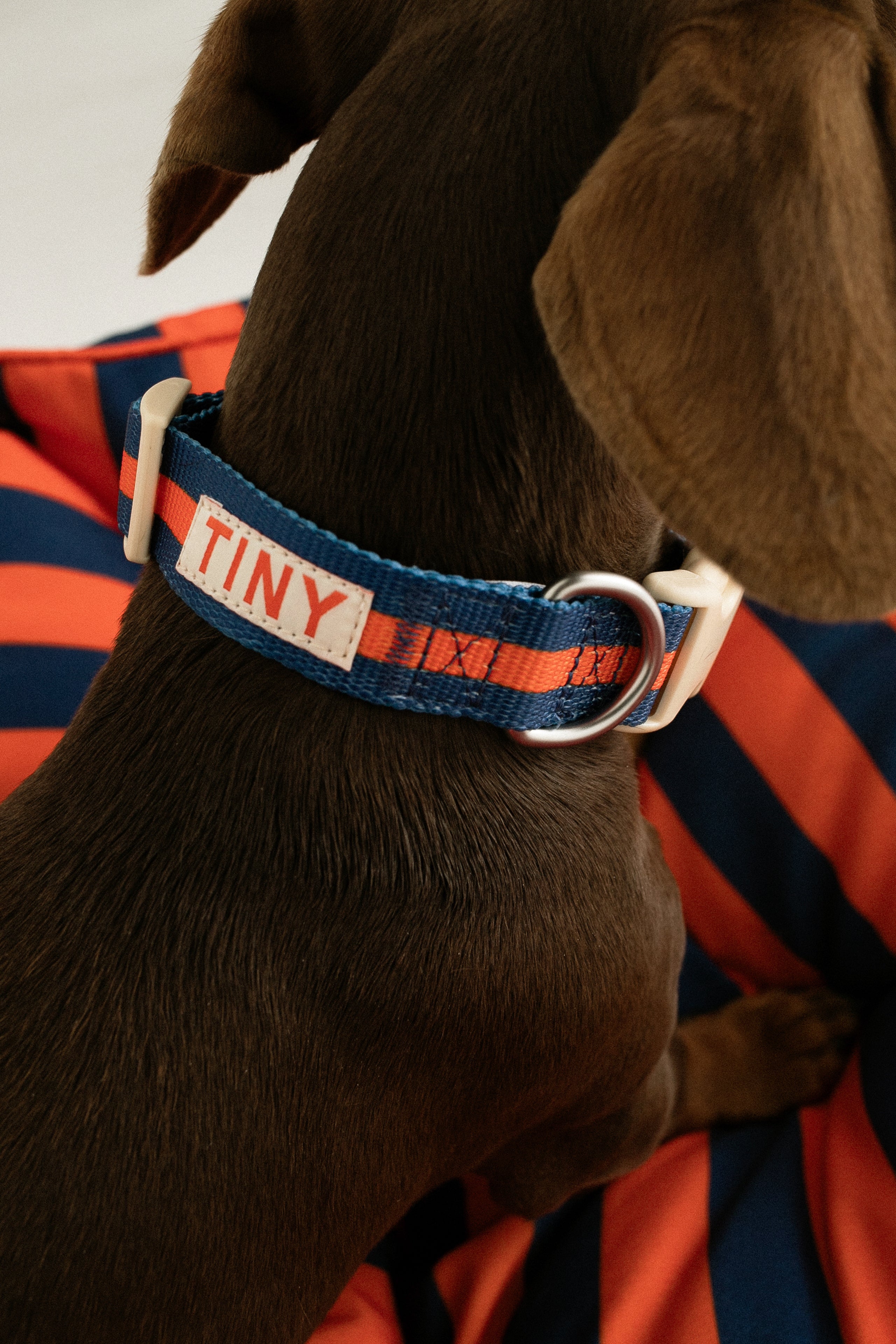 STRIPES ADJUSTABLE COLLAR