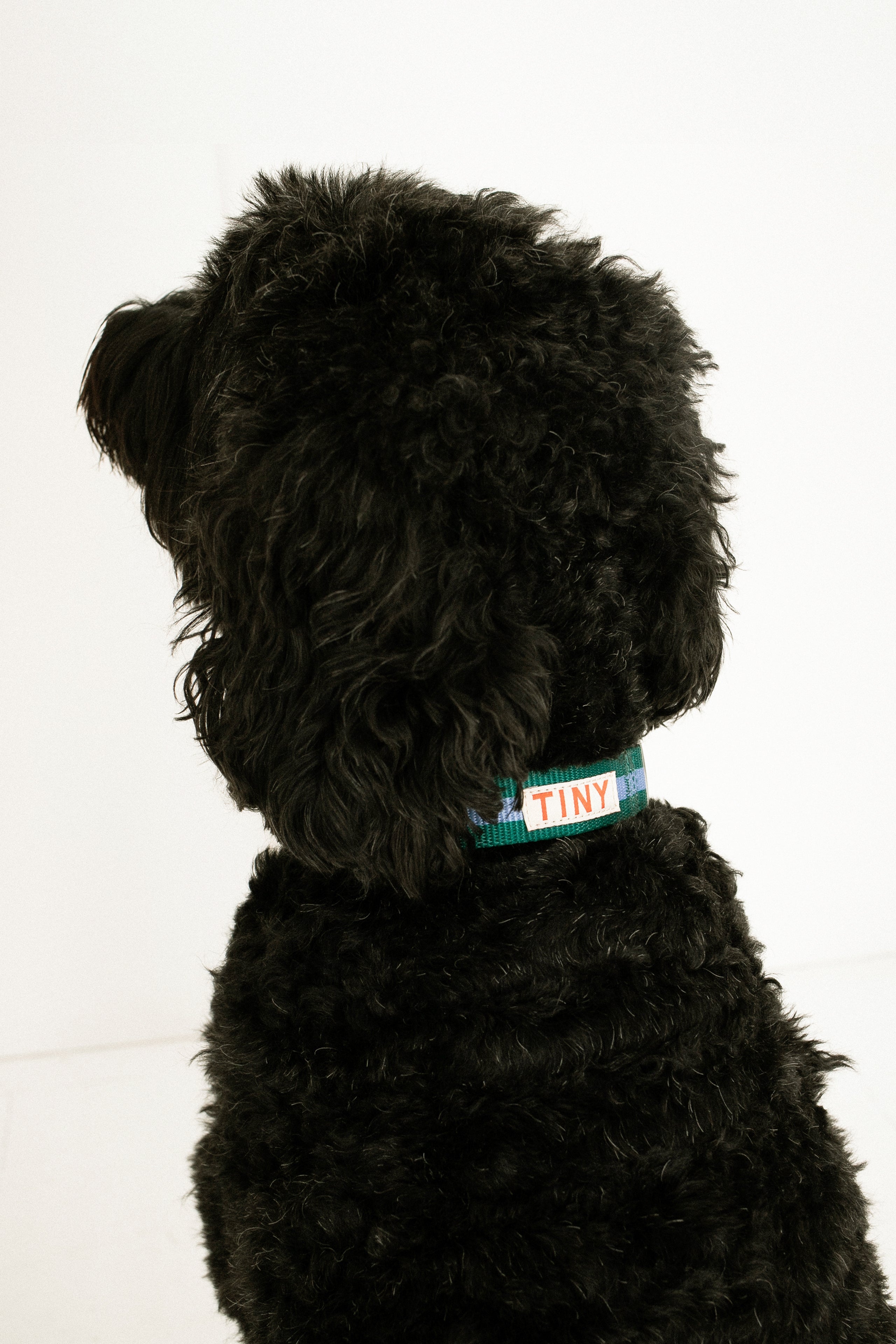 STRIPES ADJUSTABLE COLLAR