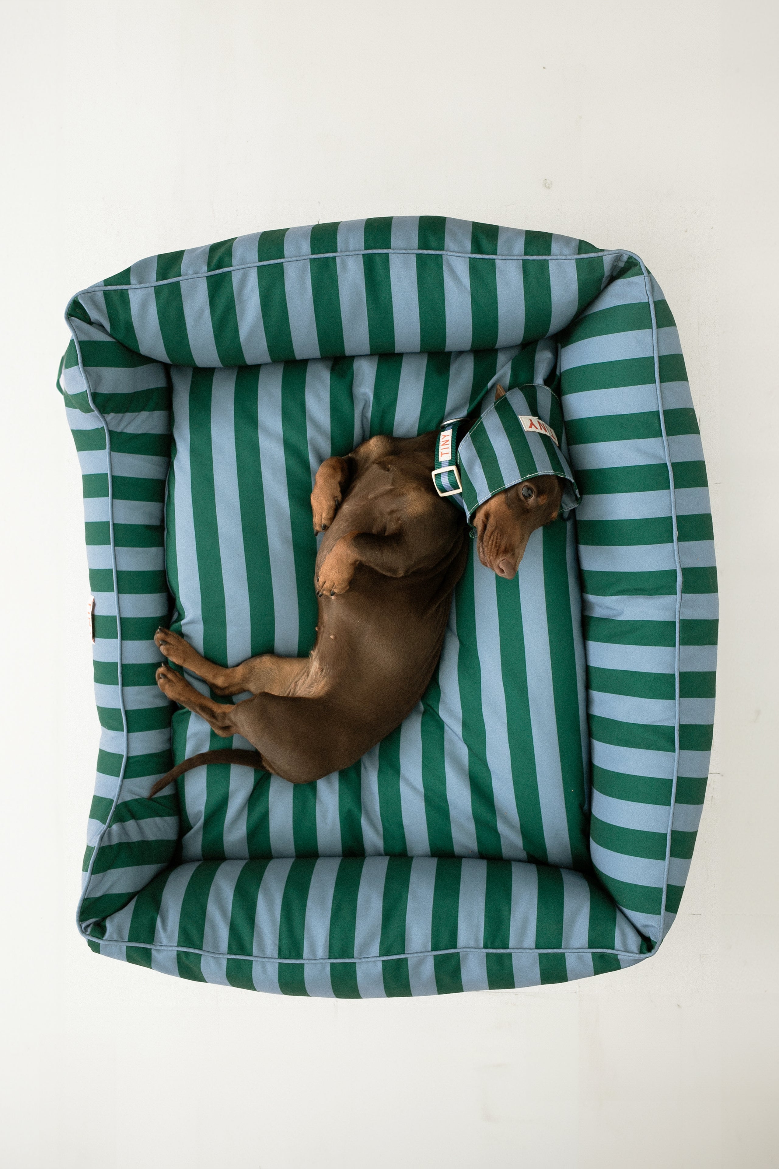 STRIPES ADJUSTABLE COLLAR