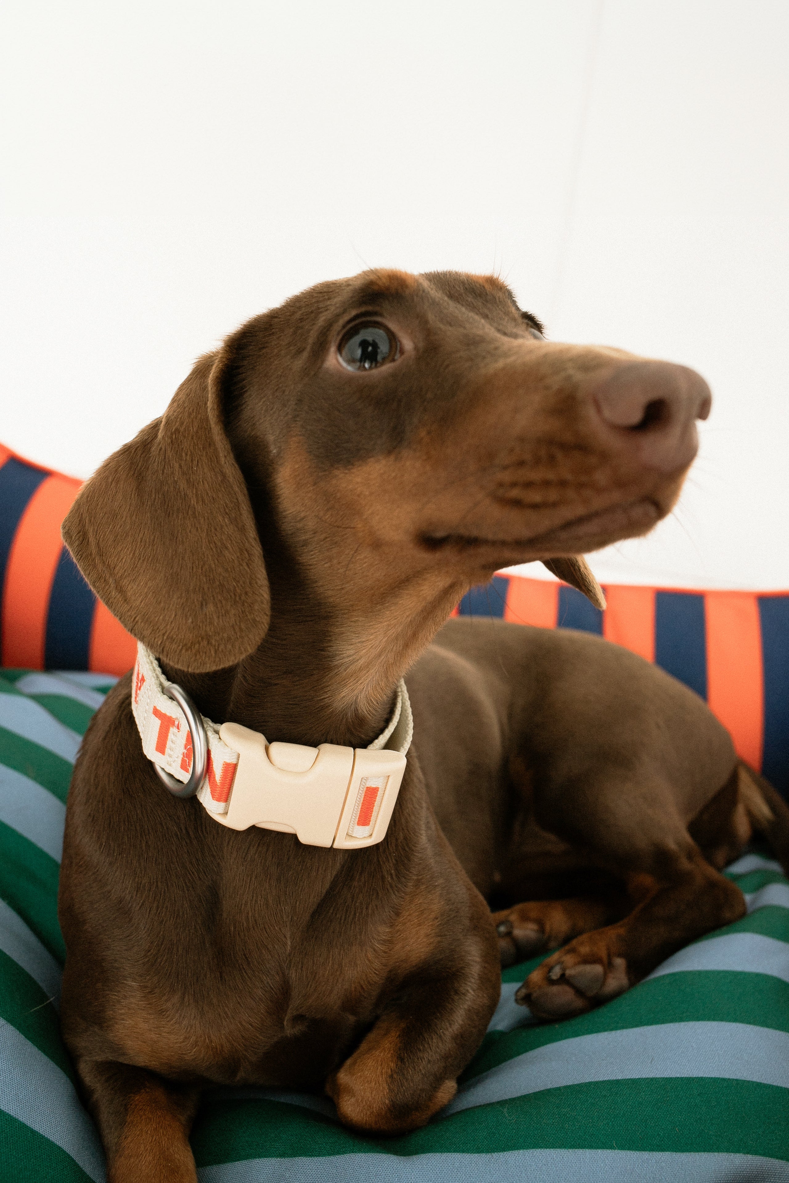TINY ADJUSTABLE COLLAR