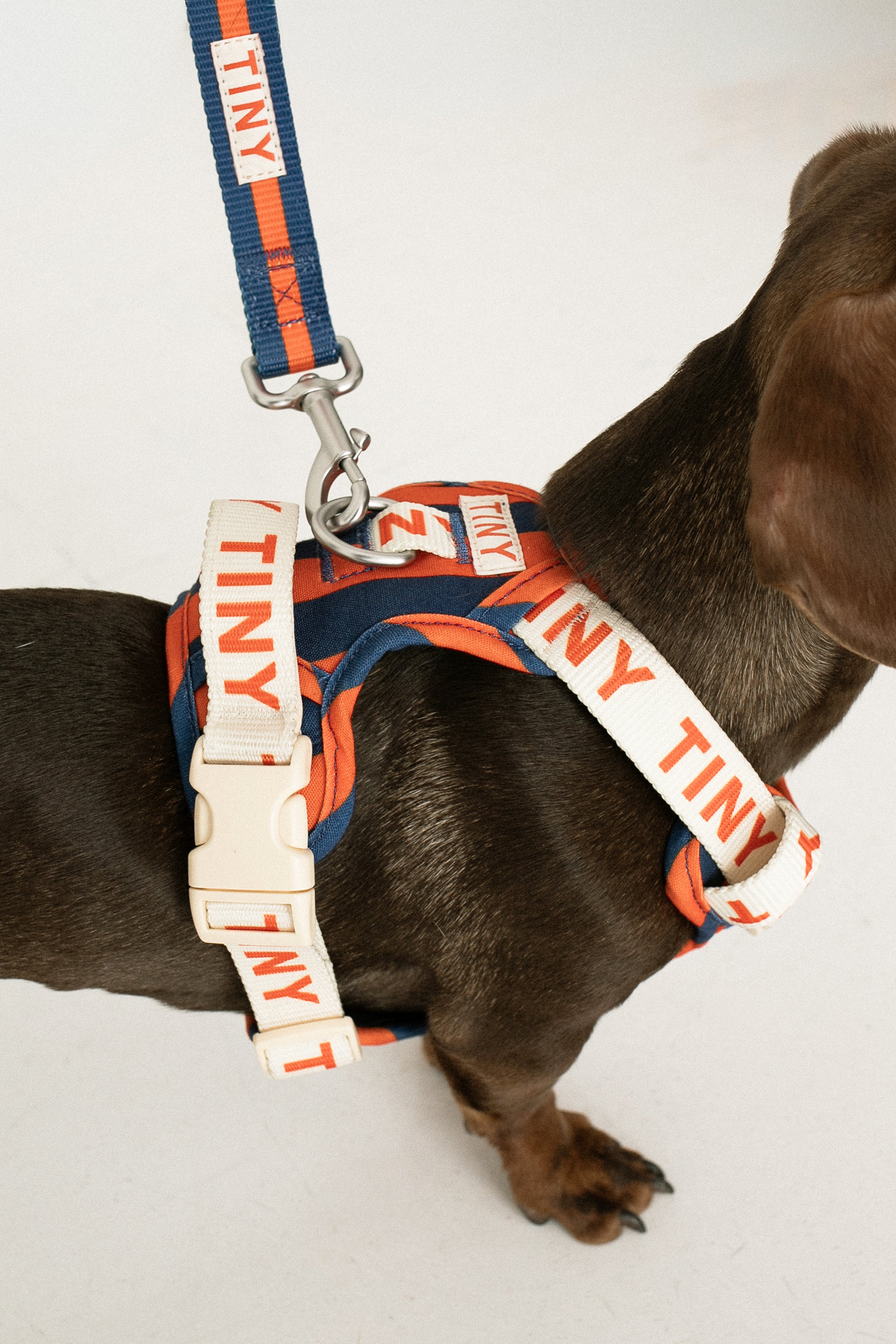 STRIPES HARNESS