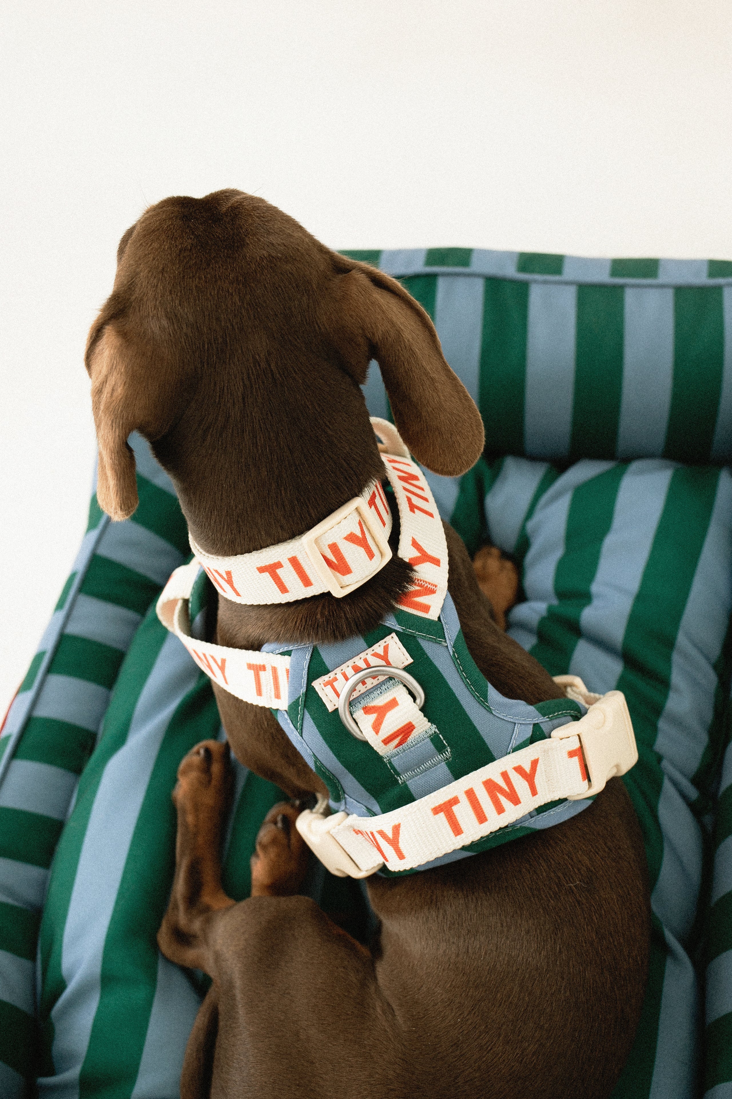 STRIPES HARNESS